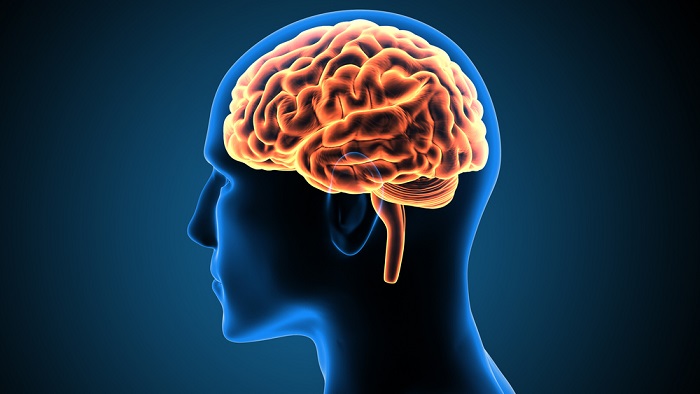 Fascinating Facts About the Human Brain: It’s 60% Fat!